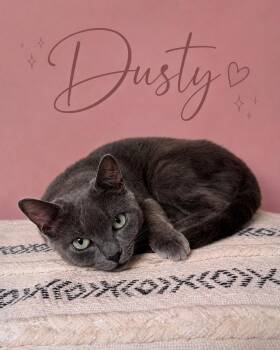 Dusty (FCID# 08/18/2026 - 13 Middletown PS) DC -  Domestic Short Hair Cat for Adoption in Greenville, Delaware - Dusty (FCID# 08/18/2026 - 13 Middletown PS) DC | PetCurious