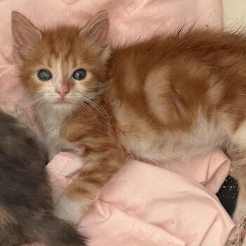 Shaggy -  Domestic Medium Hair Cat for Adoption in Jacksonville, Florida - Shaggy | PetCurious