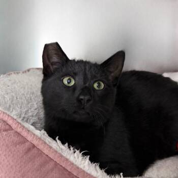 Domestic Short Hair Cats Available for Adoption - Crunch | PetCurious