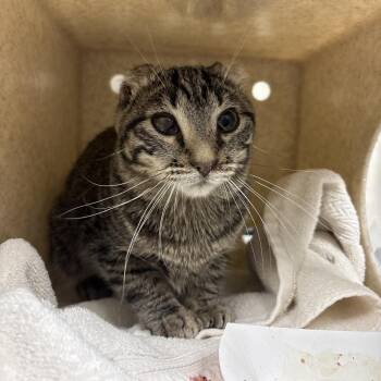 Tybur -  Domestic Short Hair Cat for Adoption in Reno, Nevada - Tybur | PetCurious