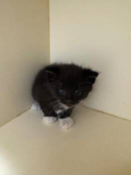 Chip -  Domestic Short Hair Cat for Adoption in Bloomington, Indiana - Chip | PetCurious