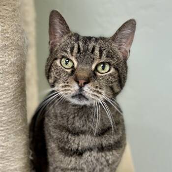 Rescue Domestic Short Hair Cats for Adoption in Durango, Colorado - Frank | PetCurious