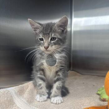 NCI5601 Constantine -  Domestic Short Hair Cat for Adoption in Port Washington, New York - NCI5601 Constantine | PetCurious