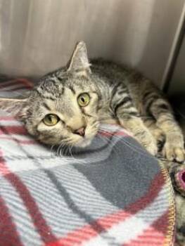 Figaro -  Domestic Short Hair Cat for Adoption in Golden Valley, Minnesota - Figaro | PetCurious