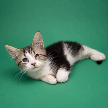 Sage -  Domestic Short Hair Cat for Adoption in Summerville, South Carolina - Sage | PetCurious