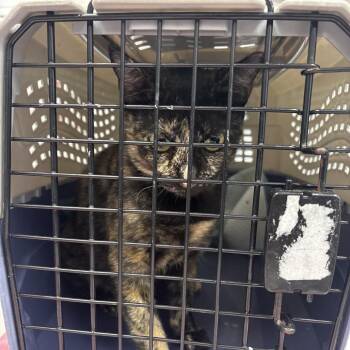 Tori -  Domestic Short Hair Cat for Adoption in West Palm Beach, Florida - Tori | PetCurious