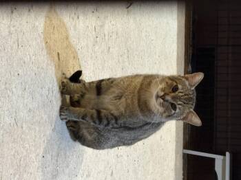 Rescue Domestic Short Hair Cats for Adoption in Columbus, Ohio - KATHMANDU | PetCurious