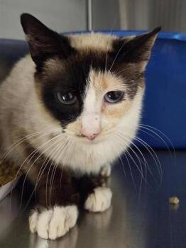 Siamese Cats Available for Adoption in Vancouver, Washington - Theda - Barn Cat | PetCurious