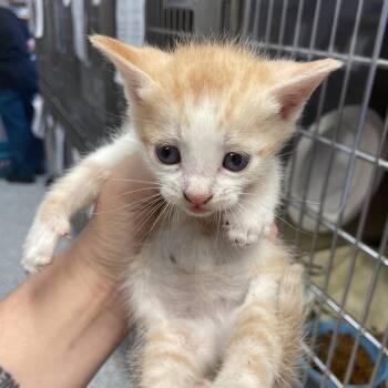 Domestic Short Hair Cats Available for Adoption in Port Charlotte, Florida - Seth | PetCurious