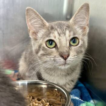 Stellar -  Domestic Short Hair Cat for Adoption in Matteson, Illinois - Stellar | PetCurious
