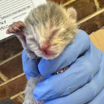 Mauve -  Domestic Short Hair Cat for Adoption in Birmingham, Alabama - Mauve | PetCurious