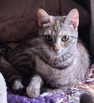 AMY -  Domestic Short Hair Cat for Adoption in Hickory, North Carolina - AMY | PetCurious