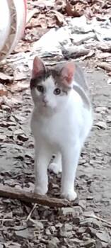 Spuds -  Domestic Short Hair Cat for Adoption in Cromwell, Kentucky - Spuds | PetCurious
