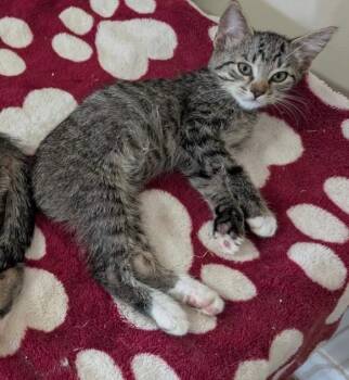 Rescue Domestic Short Hair Cats for Adoption in Boca Raton, Florida - Rusty & Ruby - BONDED | PetCurious