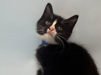 Mercury -  Domestic Short Hair Cat for Adoption in Minneapolis, Minnesota - Mercury | PetCurious