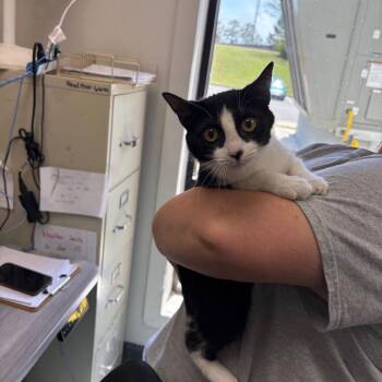 Domestic Short Hair Cats Available for Adoption in Columbiana, Alabama - Sally | PetCurious