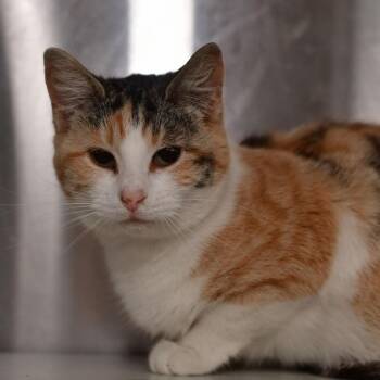Pixie -  Domestic Short Hair Cat Available for Adoption in Manhattan, Kansas - Pixie | PetCurious
