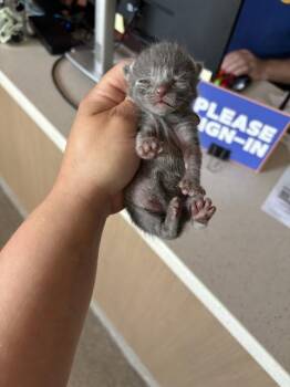 ASTER -  Domestic Short Hair Cat for Adoption in Louisville, Kentucky - ASTER | PetCurious