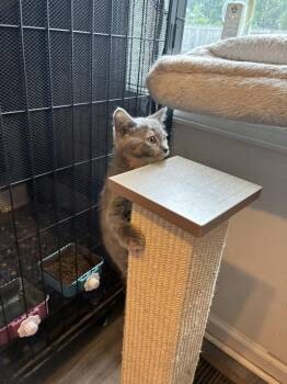 Popsicle -  Domestic Short Hair Cat for Adoption in Greensboro, North Carolina - Popsicle | PetCurious