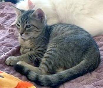 Rescue Domestic Short Hair Cats for Adoption in Madison, Wisconsin - BLESSY | PetCurious