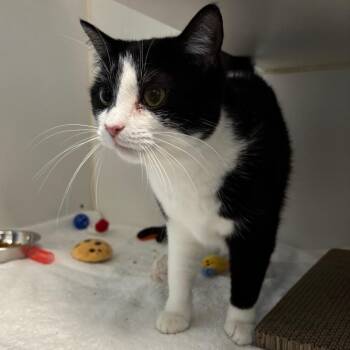 Domestic Short Hair Cats Available for Adoption - Peach | PetCurious