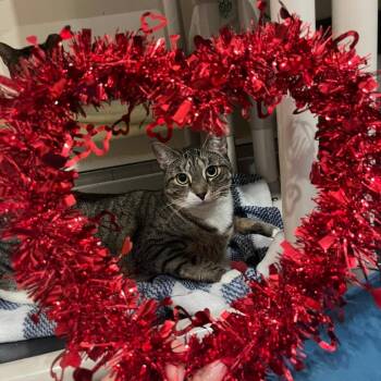 Domestic Short Hair Cats Available for Adoption - Willow | PetCurious