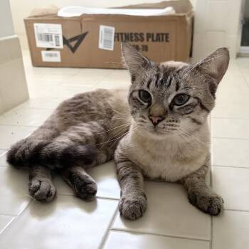 Theo -  Siamese Cat for Adoption in Coral Gables, Florida - Theo | PetCurious