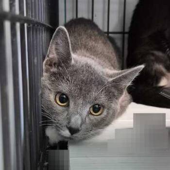 Stewart -  Domestic Medium Hair Cat for Adoption in Davenport, Iowa - Stewart | PetCurious