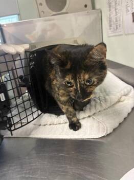 LILIKI -  Domestic Short Hair Cat for Adoption in Santa Cruz, California - LILIKI | PetCurious