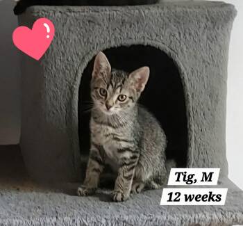 Tig -  Domestic Short Hair Cat for Adoption in Roxbury Township, New Jersey - Tig | PetCurious