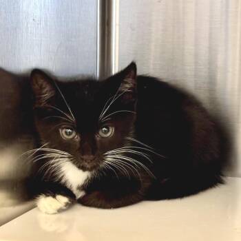 Fir -  Domestic Short Hair Cat for Adoption in Los Angeles, California - Fir | PetCurious