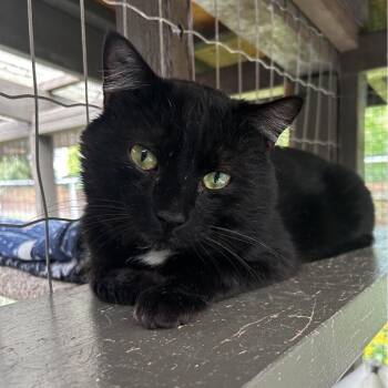 Stomble -  Domestic Short Hair Cat for Adoption in Maple Ridge, British Columbia - Stomble | PetCurious