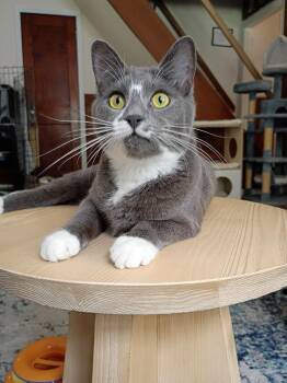 Spencer -  Domestic Short Hair Cat for Adoption in Hardeeville, South Carolina - Spencer | PetCurious