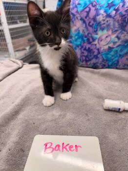Baker -  Domestic Short Hair Cat for Adoption in Vancouver, Washington - Baker | PetCurious