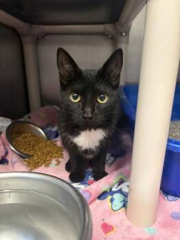 Duenna -  Domestic Short Hair Cat for Adoption in Bowling Green, Ohio - Duenna | PetCurious