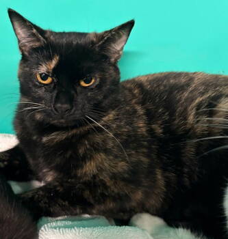 Rescue Domestic Short Hair Cats for Adoption in Sterling, Massachusetts - Tabitha 7 Months Ava 11/20 | PetCurious