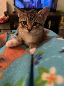 Domestic Short Hair Cats Available for Adoption in Rockaway, New Jersey - Oliver RPS | PetCurious