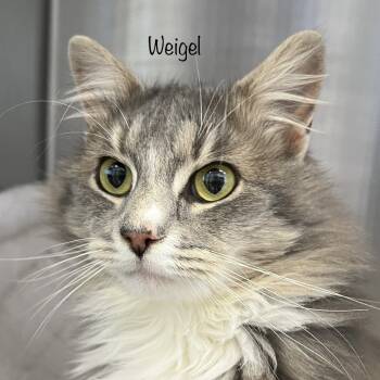 Rescue Domestic Long Hair Cats for Adoption in Madisonville, Tennessee - Weigel | PetCurious