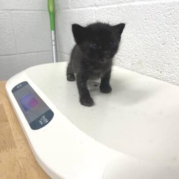 Oinky O1 -  American Shorthair Cat for Adoption in Leander, Texas - Oinky O1 | PetCurious