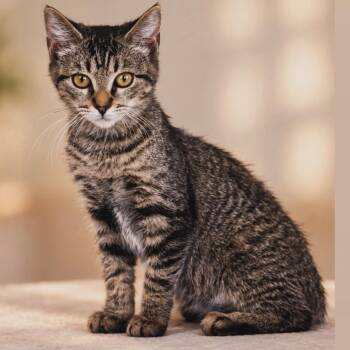 Spice -  Domestic Short Hair Cat for Adoption in Syosset, New York - Spice | PetCurious