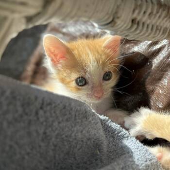 Rescue Domestic Short Hair Cats for Adoption in Evanston, Illinois - Ontario | PetCurious