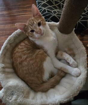 Rescue Domestic Short Hair Cats for Adoption in Spring, Texas - Caleb - Riley Fuzzel FH | PetCurious