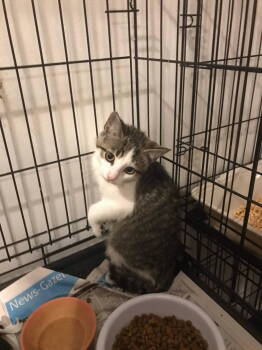 Rescue Domestic Short Hair Cats for Adoption in Champaign, Illinois - Andy | PetCurious