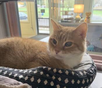 Rescue Domestic Short Hair Cats for Adoption in Massena, New York - George *SPONSORED | PetCurious