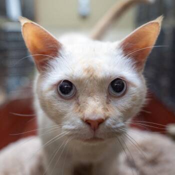 Michael -  Domestic Short Hair Cat for Adoption in Gainesville, Georgia - Michael | PetCurious