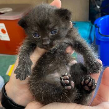 Rescue Domestic Short Hair Cats for Adoption in Troy, Virginia - Shasta Cola | PetCurious