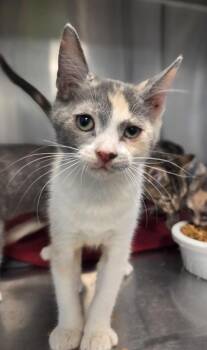 Jane Margolis -  Domestic Short Hair Cat for Adoption in Fresno, California - Jane Margolis | PetCurious