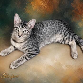 Striper -  Domestic Short Hair Cat for Adoption in Denison, Texas - Striper | PetCurious