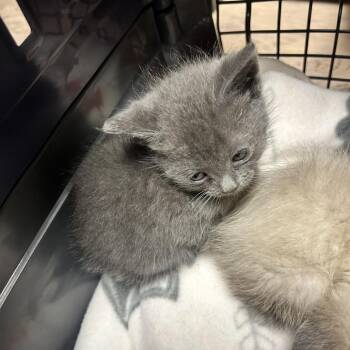 Lovely -  Domestic Short Hair Cat for Adoption in Durango, Colorado - Lovely | PetCurious