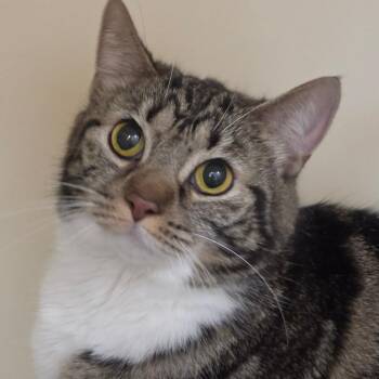 Domestic Short Hair Cats Available for Adoption in Zanesville, Ohio - Maple | PetCurious